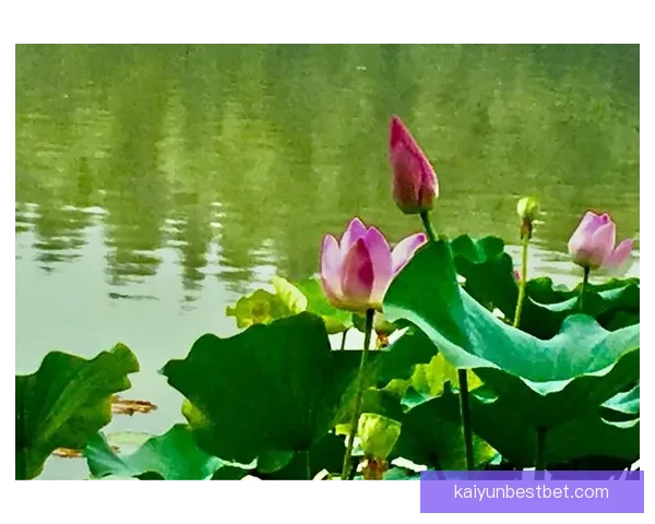 开云足球投注新玩法解析及技巧分享让你轻松掌握投注诀窍提升获胜概率